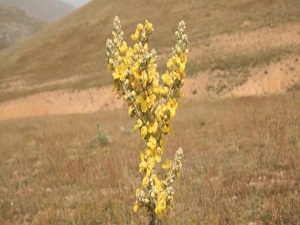 Bronşitin ilacı sığır kuyruğu bitkisi