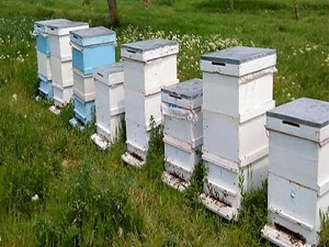 Kar Yağışı, Bal Üretimini Arttıracak