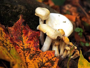 Zehirli mantarlar için ormanlara ikaz tabelaları