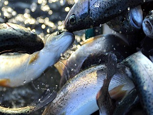 Arpa buğday değil balık hasadı yaptılar