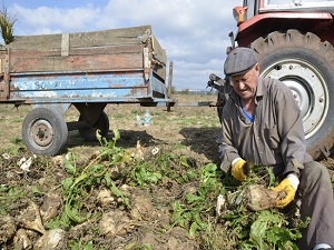 Pancarın pekmez yolculuğu