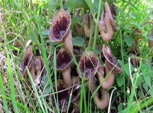 Endemik bitkilere hastane koruması