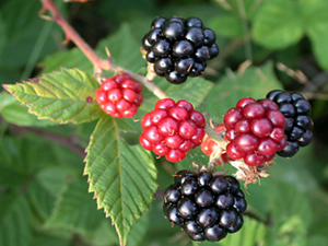 Kainat eczanesinden bakteri savaşçısı Böğürtlen