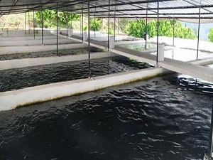 Alabalık yetiştiricilerini üzen vergi