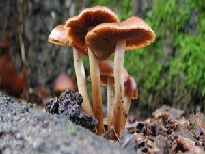 Mantarın zehirli olup olmadığı bakarak anlaşılmaz