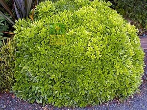 İstanbul'da çalı üretimine başlandı