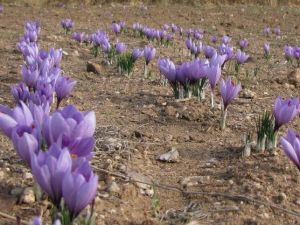 Safran, Denizli Topraklarını Sevdi