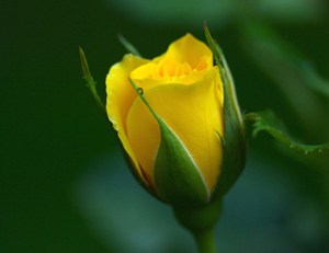 Kişi diktiği ağacın meyveleri kadar...