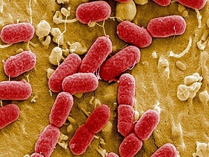 'Yeniden hayat' için 24 bin aday