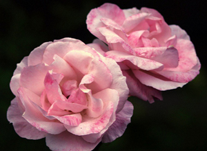 Cimrilik gibi İslamı mahveden hiçbirşey yoktur