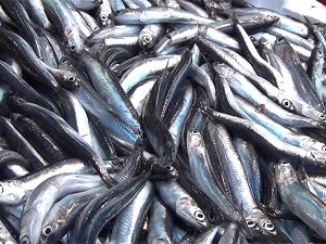 Karadeniz'de tezgahlar boş kaldı