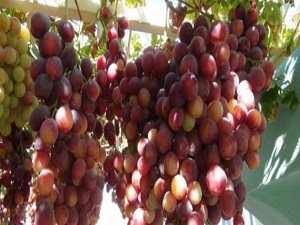 Bediüzzaman: Kardeşlerim, ben bunların zikrini duyuyorum