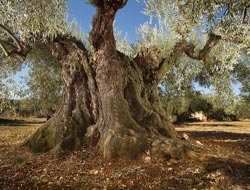 1350 yıllık zeytin ağacı