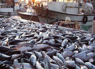 En fazla palamudu Türkiye avlıyor