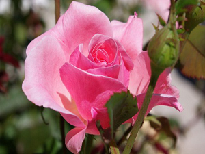 Kur'an'ı seslerinizle güzelleştirin çünkü...