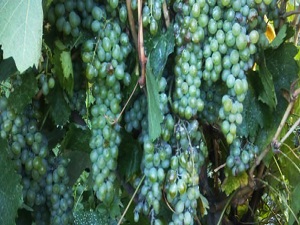 3 kök üzüm şimdi geçim kaynağı oldu