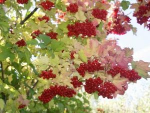Böbrek Taşı Düşüren Grebolu Meyvesi Toplanmaya Başladı