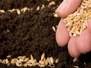 Hibrit Sebze Tohumu Üretiminde 5 Kat Artış