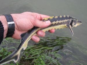 Mersin Balığı Korunmazsa Anılarda Kalacak