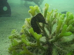 İzmir Körfezi'nden müjde var