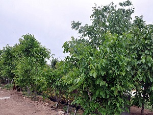 Ceviz ağacı güvence altına alınıyor