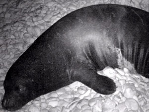 Nesli tükenmekte olan Akdeniz foklarını görüntülediler