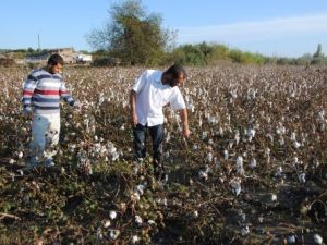 Sel Felaketinde 7 Bin 768 Dekar Tarım Arazisi Zarar Gördü