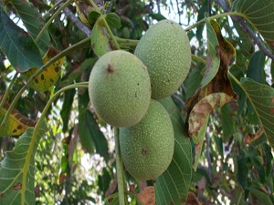 Ceviz ağacı güvence altına alınıyor