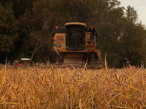 Bataklıktan sofraya pirincin yolculuğu