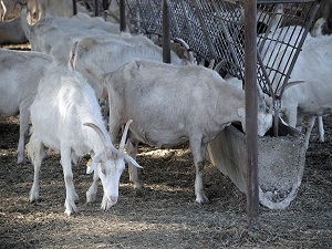 Üniversiteli keçiler yok satıyor