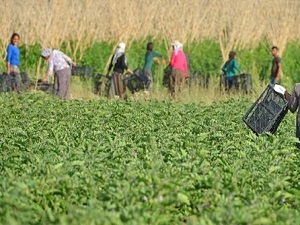 Tarımsal veriler tek merkezde toplanıyor