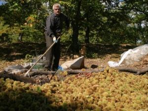 Dağlarda Kestane Hasadı Başladı