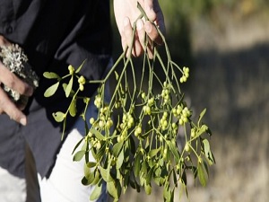 Kanserin ve tansiyonun düşmanı ökse otu
