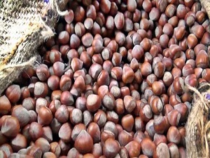 Türkiye fındık ihracat rakamları