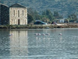 Flamingolar Bodrum Sezonunu Açtı
