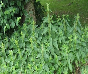 Isırgan otu, Karadeniz'in yeni geçim kaynağı