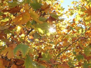 Pastırma Yazı 12 gün sürecek