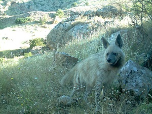 Her yıl 10 tür koruma altına alınacak