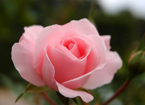 Para ve pulun kulu, kölesi olana lanet olsun