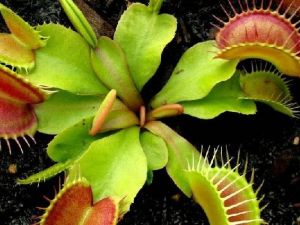 Çin'den Getirdi, Çine'de Yetiştiriyor