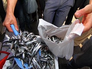 Hamsinin fiyatı 4 liraya kadar düştü