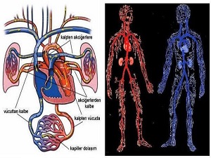 Ölümlerin yüzde 40'ına dolaşım sistemi hastalıkları sebep oluyor