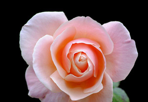 İyiliği emreden onu işleyen gibidir