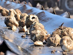 Şeker pancarı yeni kan olabilir