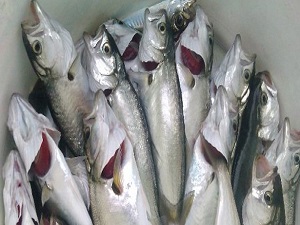 Çinekop bolluğu: Fiyatlar yarı yarıya düştü