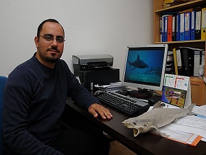 Bilim adamları 12 ay kum köpek balıklarını izledi