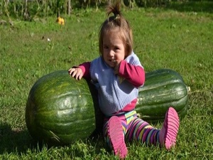40 kilogramlık bal kabağı şaşırttı