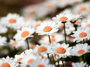 Alerjinizden Mayıs Papatyası ile Kurtulun