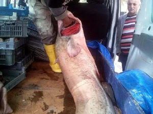 Almus Barajında 92 Kiloluk Yayın Balığı Yakalandı