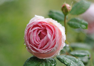 Şu iki zayıfın hakkını yemeyi size haram kılıyorum